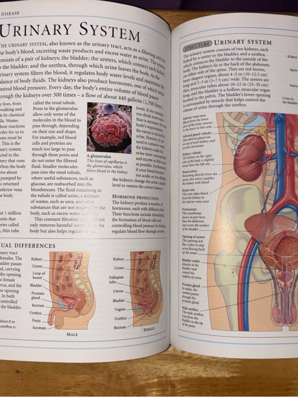 Complete Home Medical Guide Book - Picture 5 of 6